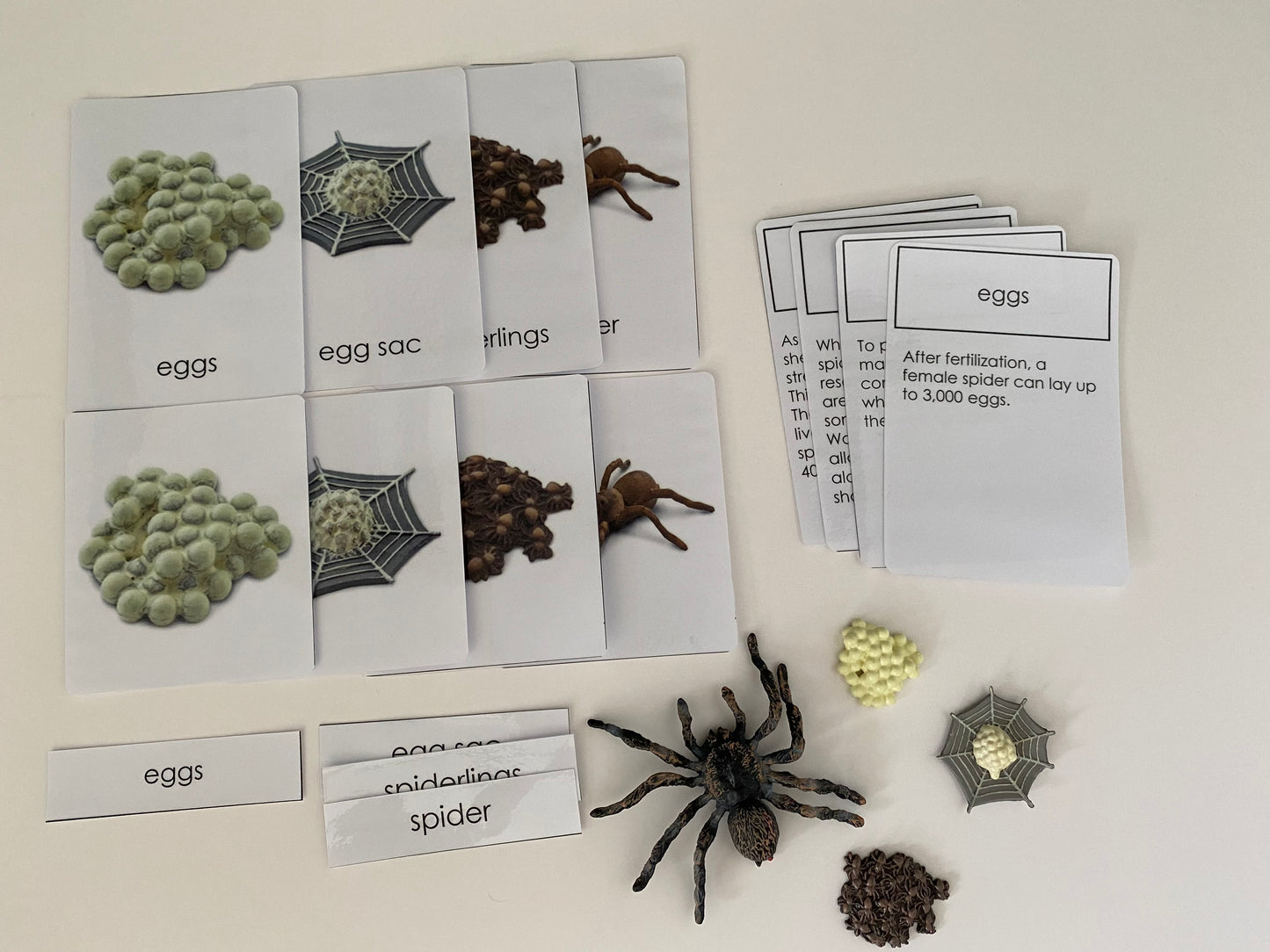 All about Spider Package - Life cycle Models /  4 Part cards/Knobbed puzzle