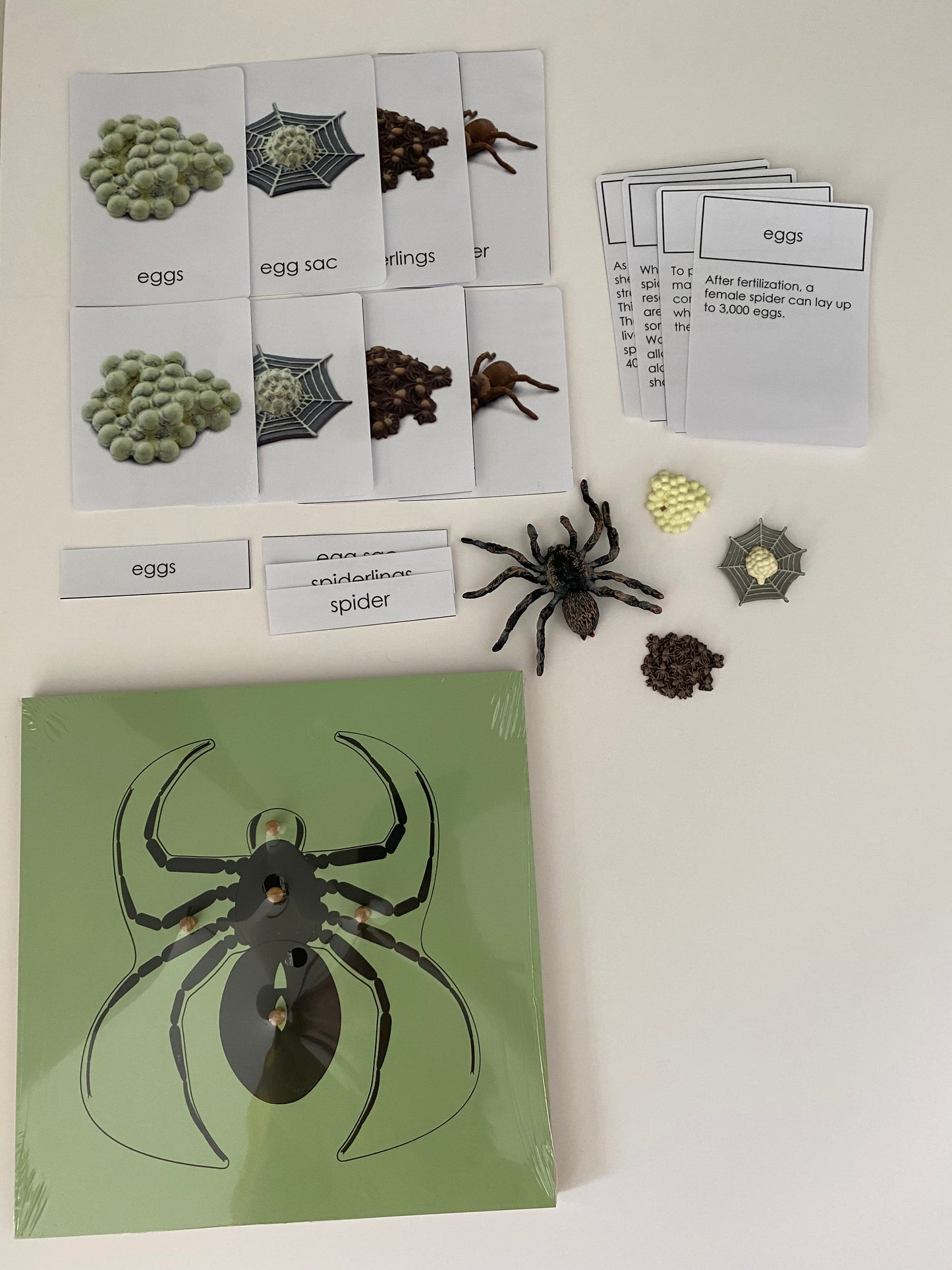 All about Spider Package - Life cycle Models /  4 Part cards/Knobbed puzzle