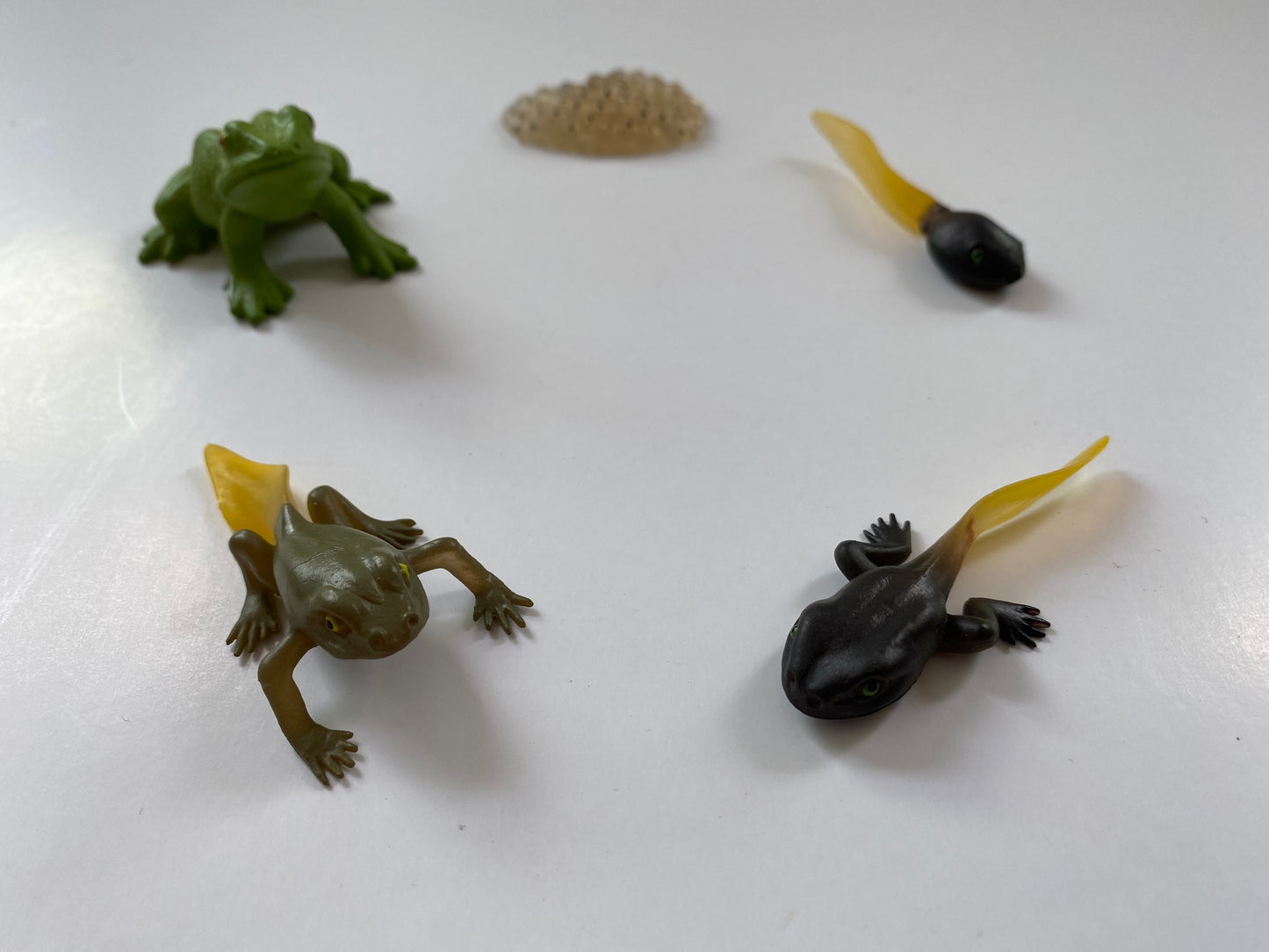 Montessori All about Frogs - Life Cycle Frog Miniature Models/ 4 part cards / Wooden Knobbed Puzzle/ Nomenclature cards