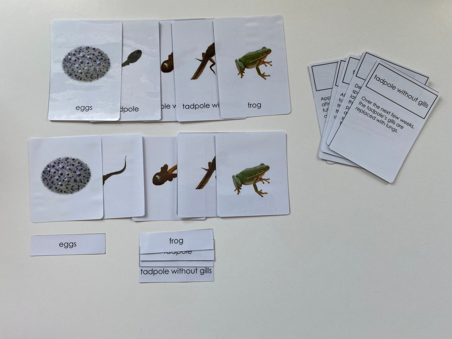 Montessori All about Frogs - Life Cycle Frog Miniature Models/ 4 part cards / Wooden Knobbed Puzzle/ Nomenclature cards