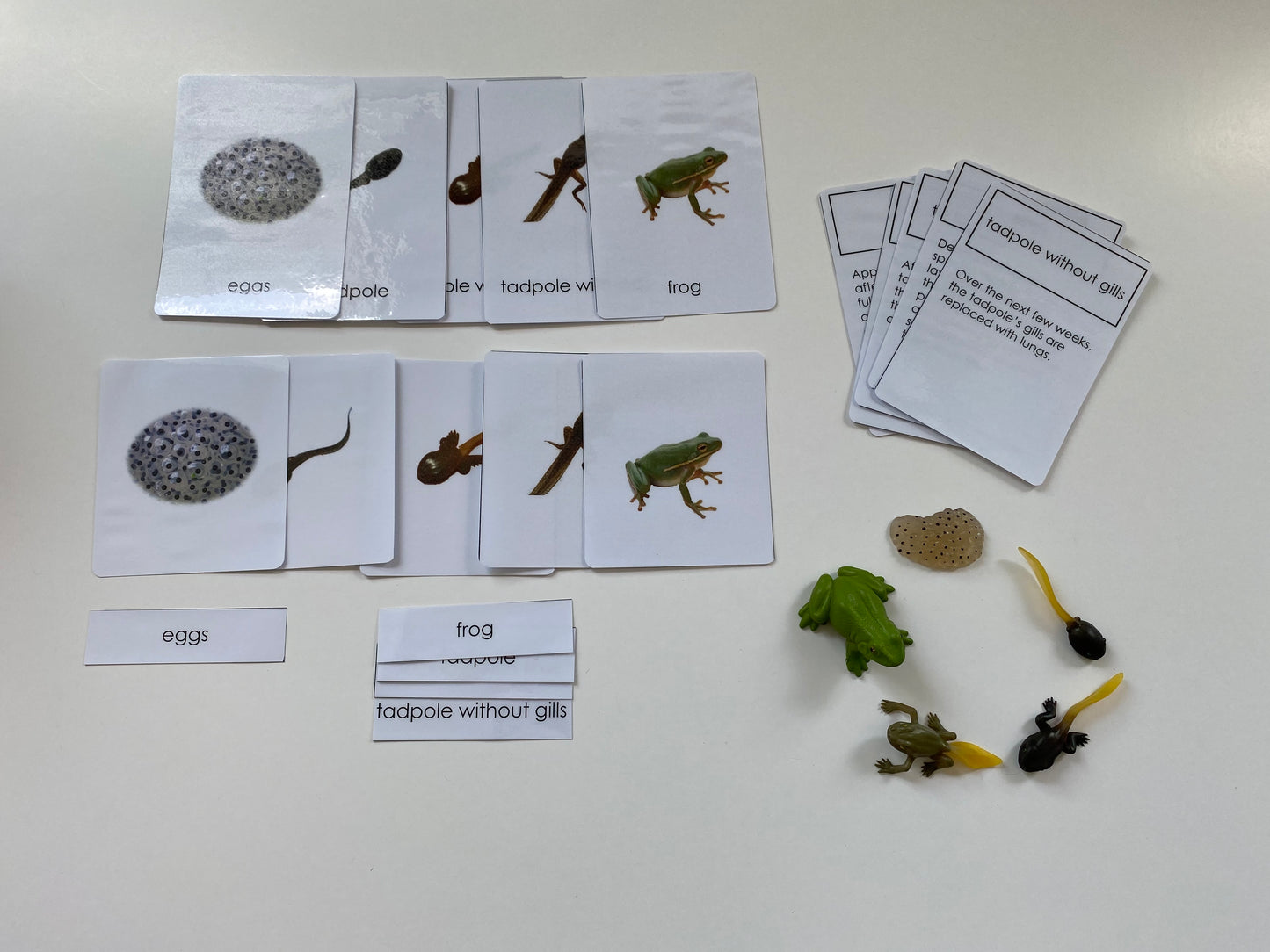 Montessori All about Frogs - Life Cycle Frog Miniature Models/ 4 part cards / Wooden Knobbed Puzzle/ Nomenclature cards