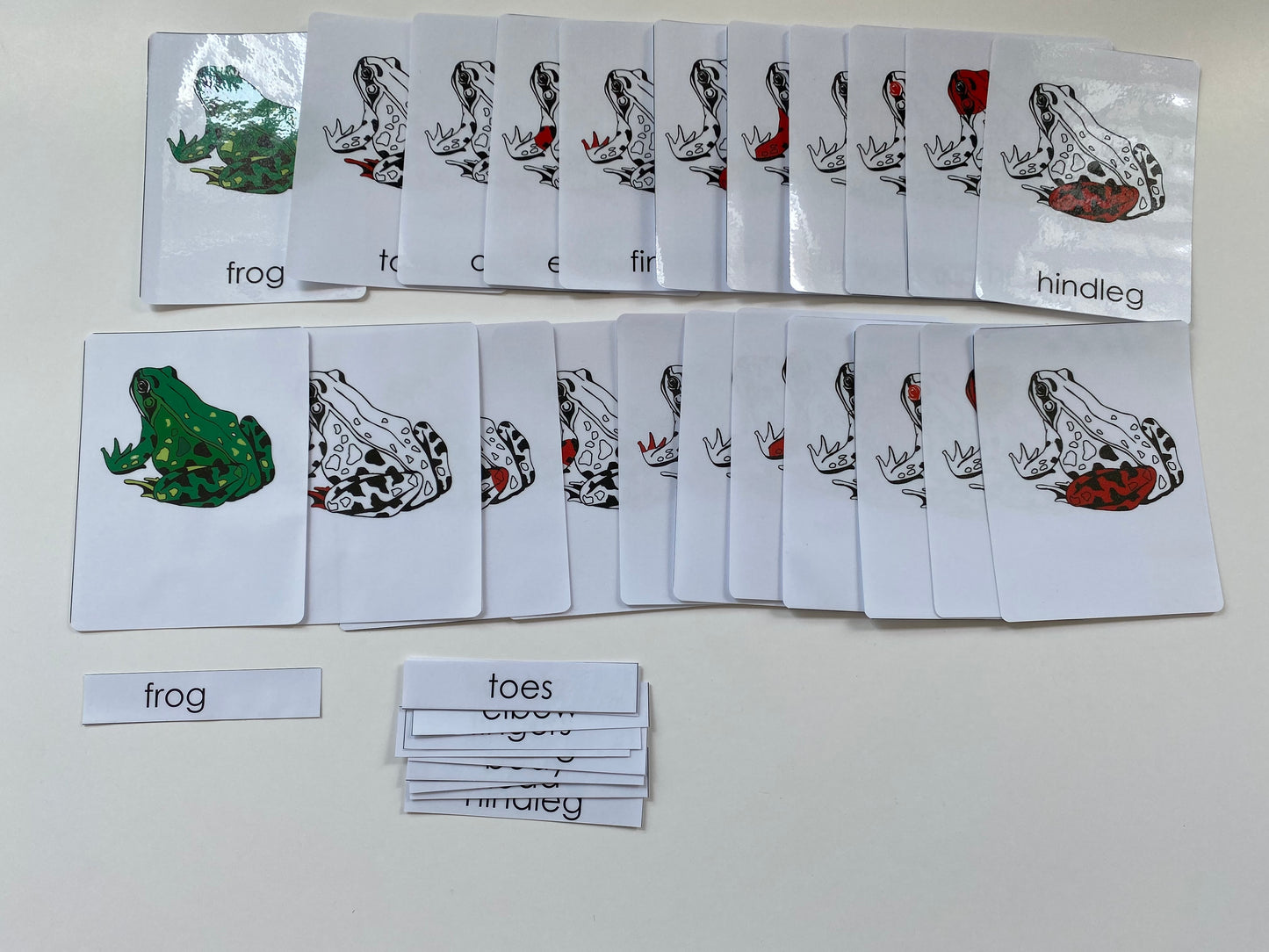 Montessori All about Frogs - Life Cycle Frog Miniature Models/ 4 part cards / Wooden Knobbed Puzzle/ Nomenclature cards