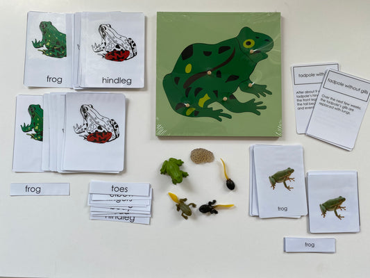 Montessori All about Frogs - Life Cycle Frog Miniature Models/ 4 part cards / Wooden Knobbed Puzzle/ Nomenclature cards