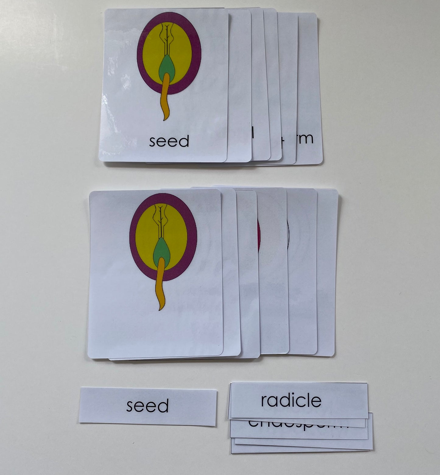 Montessori Elementary - All about SEED Package - Knobbed puzzle / 3 part Nomenclature cards