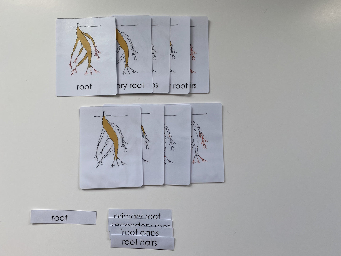 Montessori Elementary - All about ROOTS Package - Knobbed puzzle / 3 part Nomenclature cards