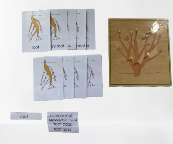 Montessori Elementary - All about ROOTS Package - Knobbed puzzle / 3 part Nomenclature cards