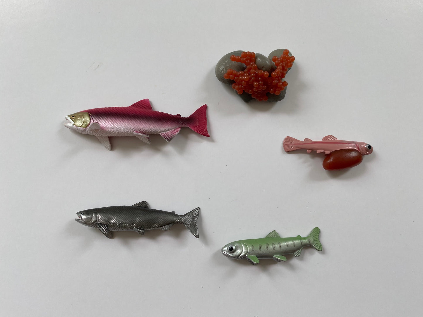 Montessori - All about Fish Package - Knobbed Puzzle/ Salmon Miniature Life cycle Models/ Nomenclature cards/ Life cycle cards