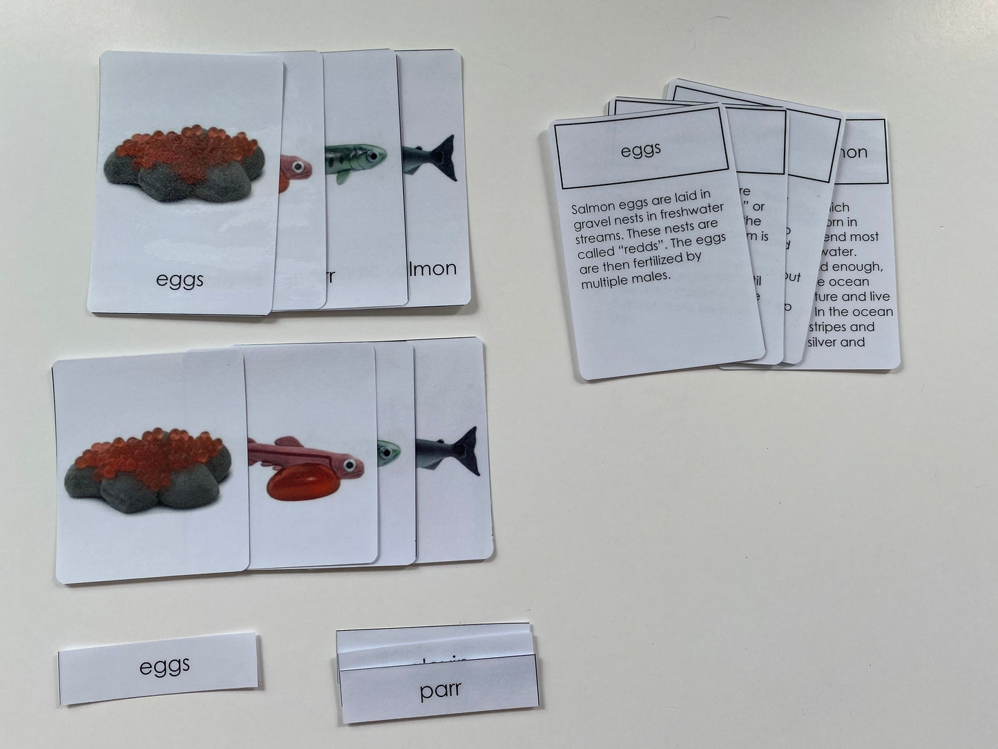 Montessori - All about Fish Package - Knobbed Puzzle/ Salmon Miniature Life cycle Models/ Nomenclature cards/ Life cycle cards