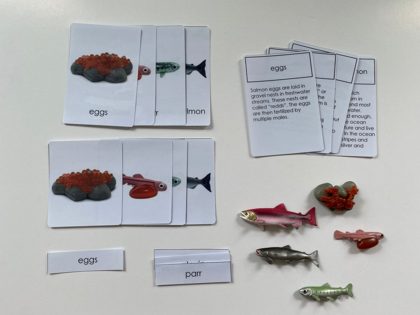 Montessori - All about Fish Package - Knobbed Puzzle/ Salmon Miniature Life cycle Models/ Nomenclature cards/ Life cycle cards