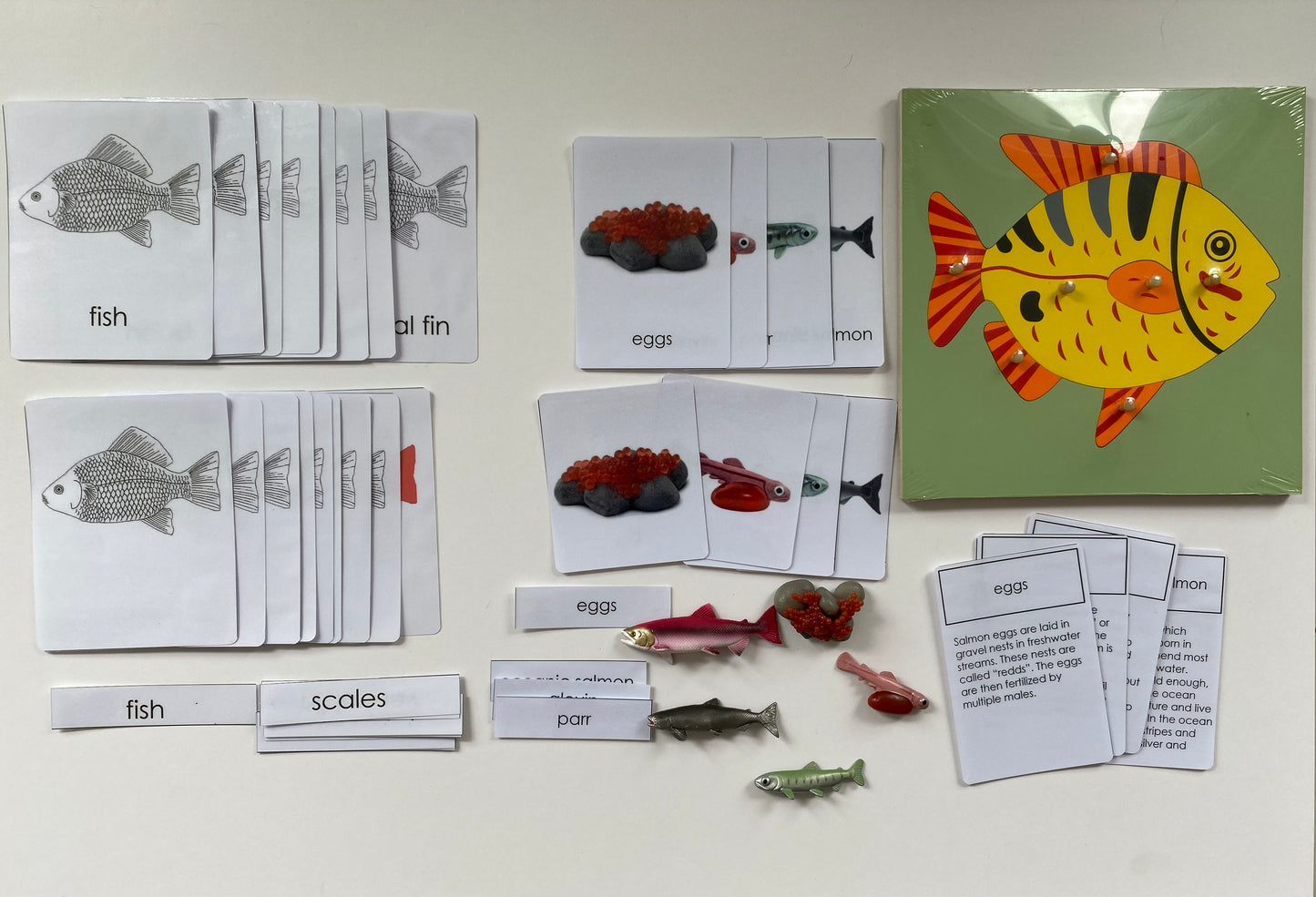 Montessori - All about Fish Package - Knobbed Puzzle/ Salmon Miniature Life cycle Models/ Nomenclature cards/ Life cycle cards