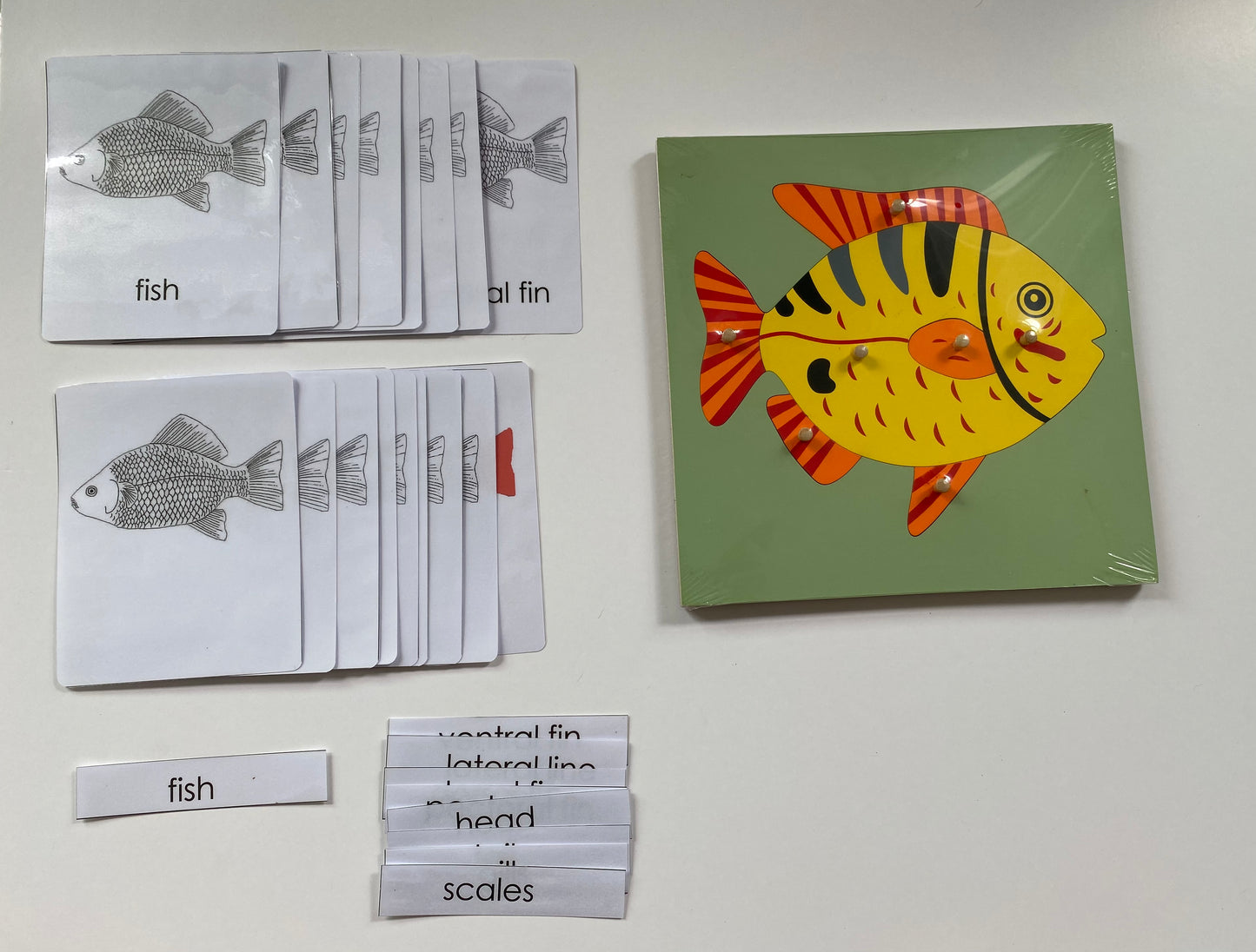 Montessori - All about Fish Package - Knobbed Puzzle/ Salmon Miniature Life cycle Models/ Nomenclature cards/ Life cycle cards