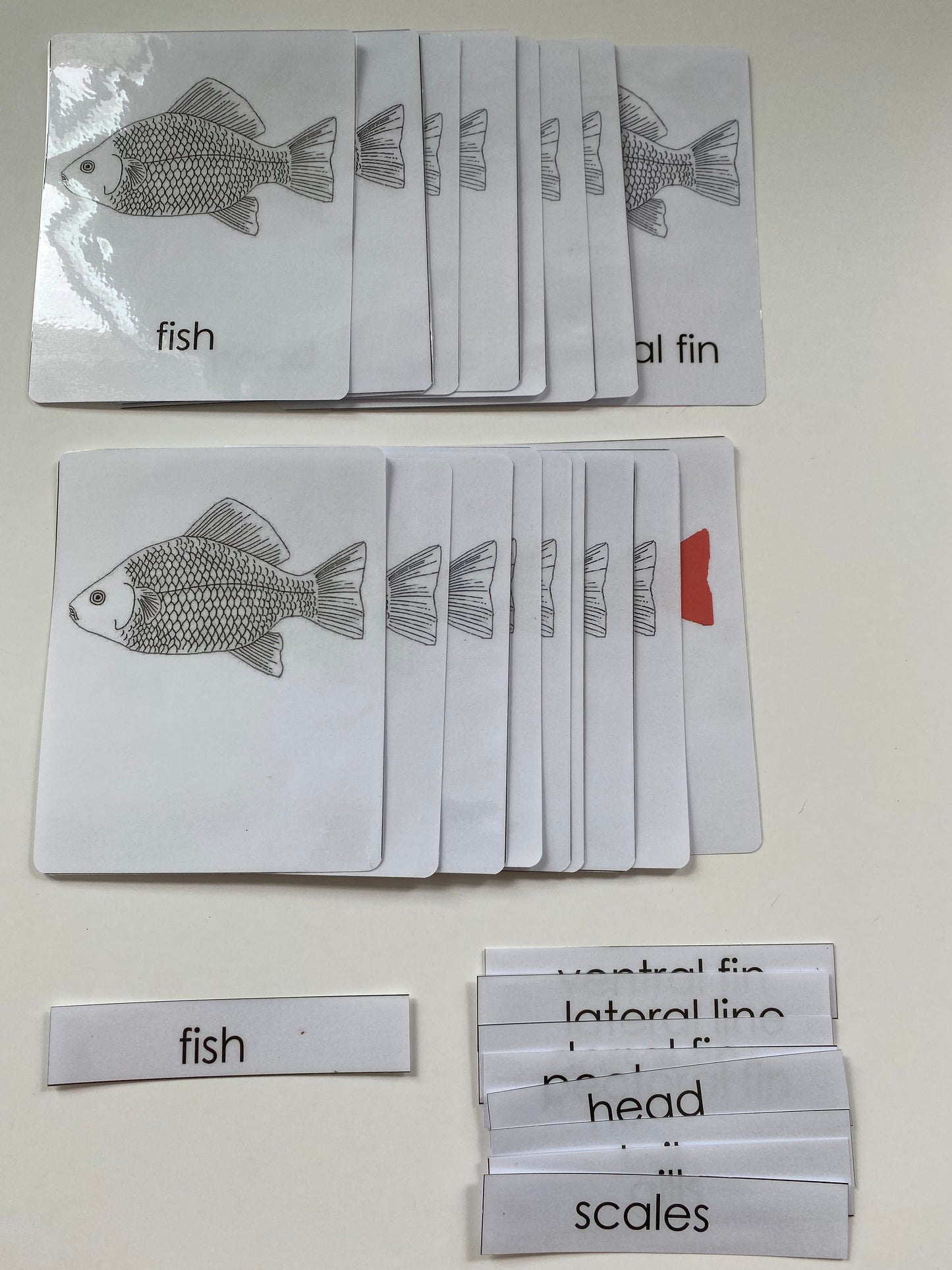 Montessori - All about Fish Package - Knobbed Puzzle/ Salmon Miniature Life cycle Models/ Nomenclature cards/ Life cycle cards