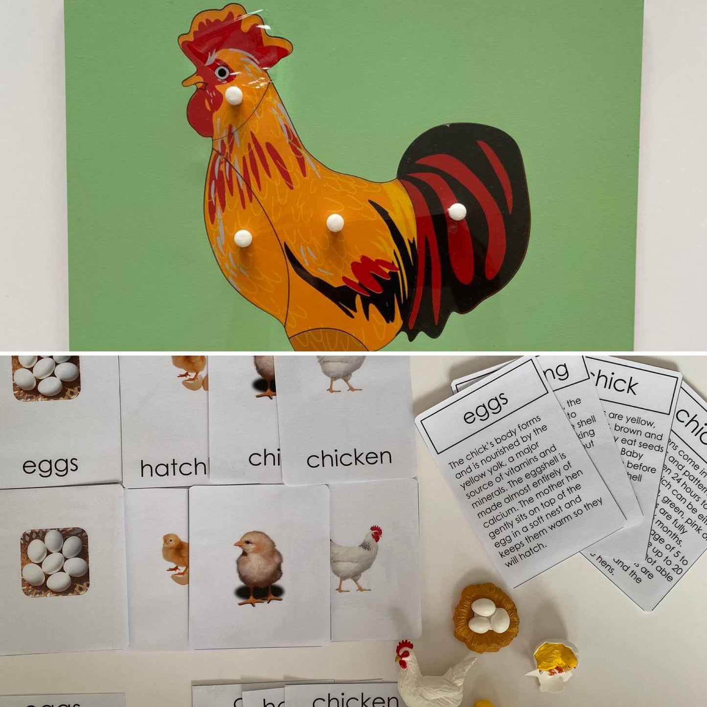 All about CHICKEN/HEN/ROOSTER Package - Life cycle Models / 4 Part cards/Knobbed puzzle