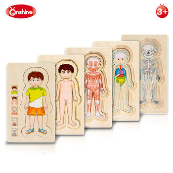 OnShine Multi-Layer puzzle Body Parts