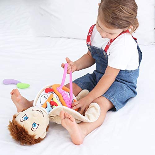 Human Anatomy Organs Doll - What's Inside Me Anatomy Plush Doll- Teaching Tool