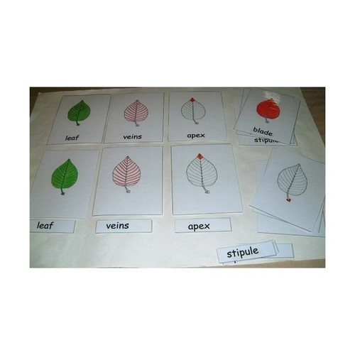 3 part cards - Parts of a Leaf - RightToLearn.com.sg
