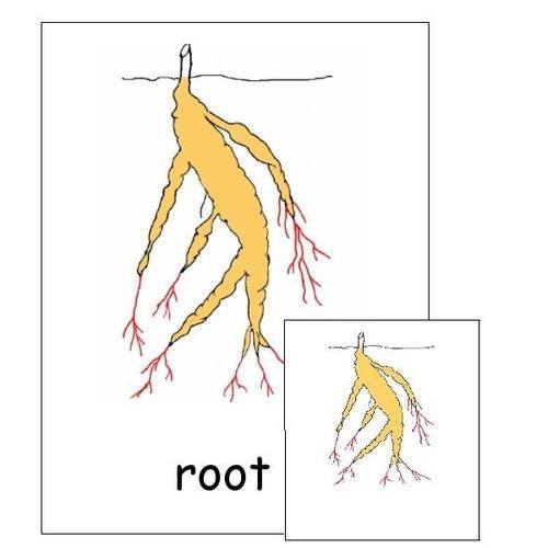 Montessori Elementary - All about ROOTS Package - Knobbed puzzle / 3 part Nomenclature cards