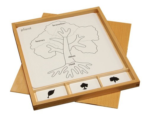 Botany - Plant Puzzle Cards - Extension Activity - RightToLearn.com.sg
 - 1