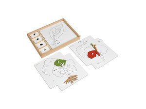 Botany - Plant Puzzle Cards - Extension Activity - RightToLearn.com.sg
 - 2