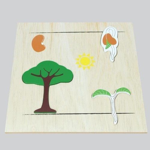 Life Cycle PLANT  - Wooden Board - RightToLearn.com.sg
