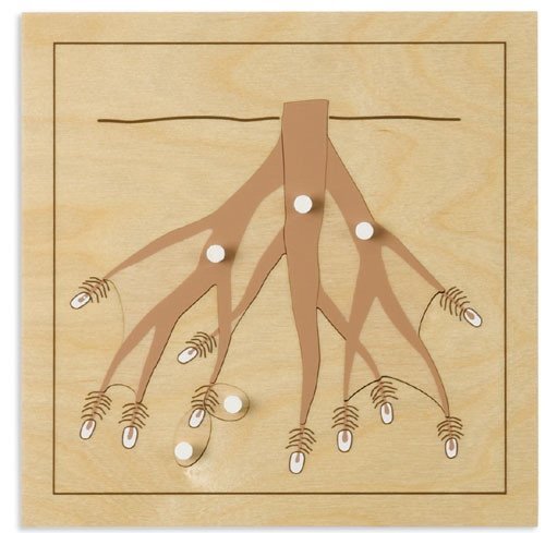 Parts of a ROOT Puzzle - RightToLearn.com.sg
