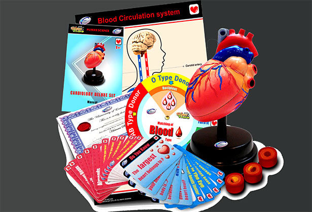 Anatomy Heart Model - Cardiology Deluxe Set - RightToLearn.com.sg
 - 2