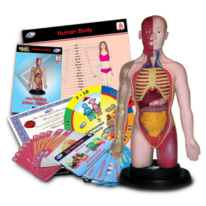 Professional Human Anatomy Torso set - RightToLearn.com.sg
 - 2