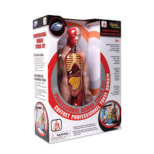 Professional Human Anatomy Torso set - RightToLearn.com.sg
 - 1