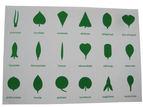 Montessori Botany - Leaf Insets Control Chart - RightToLearn.com.sg
 - 1