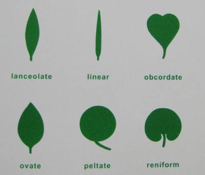 Montessori Botany - Leaf Insets Control Chart - RightToLearn.com.sg
 - 2