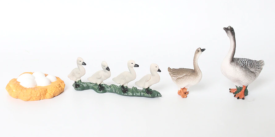 Life Cycle of a  GOOSE  - Miniature model