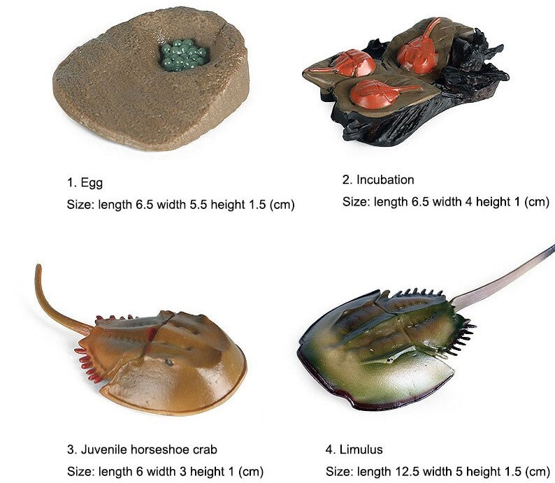 Life Cycle of a Horseshoe Crab - Miniature Model