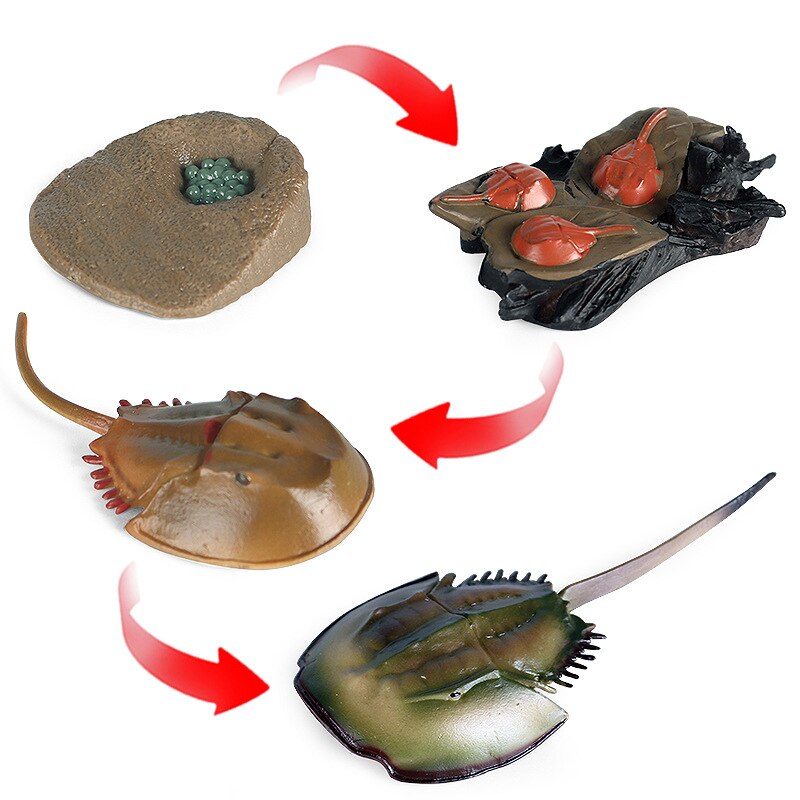 Life Cycle of a Horseshoe Crab - Miniature Model