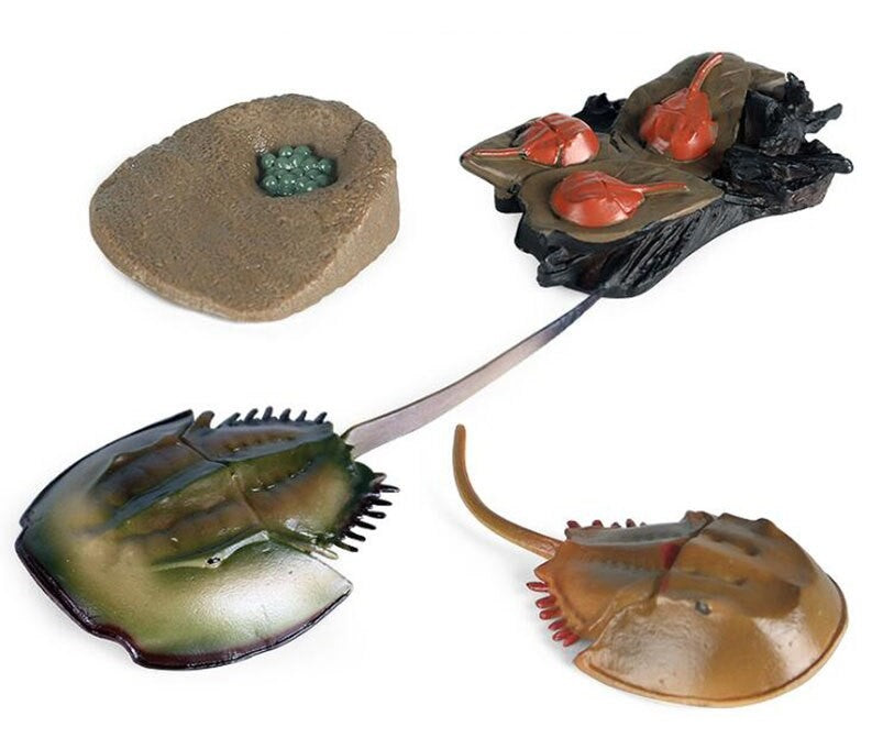 Life Cycle of a Horseshoe Crab - Miniature Model