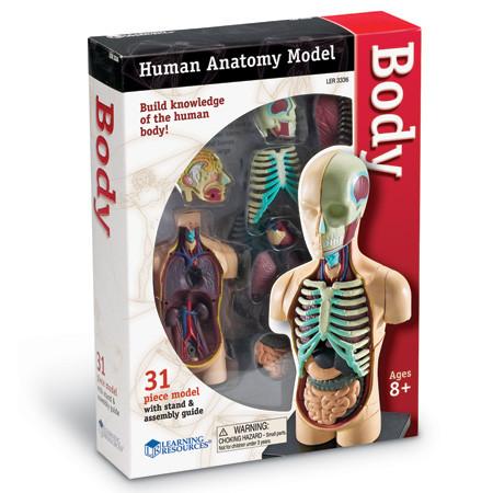 Learning Resources  - Human BODY Anatomy Model - RightToLearn.com.sg
 - 1