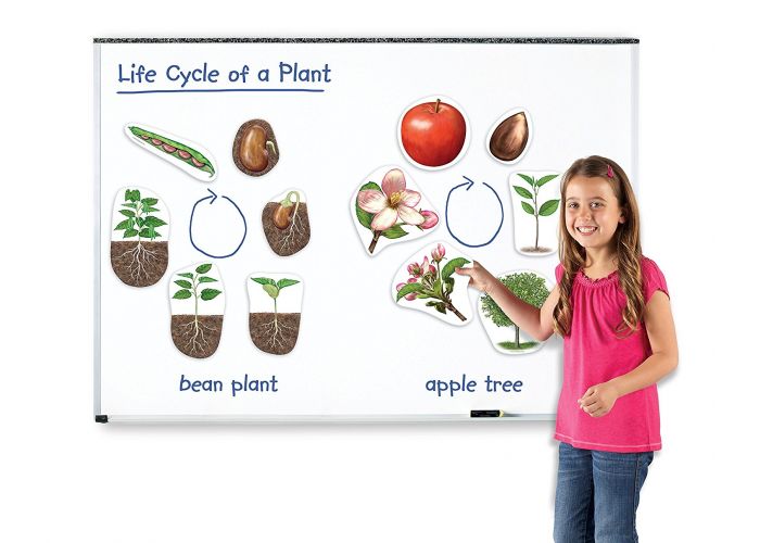 Learning Resources - Giant Magnetic Plant Life Cycle