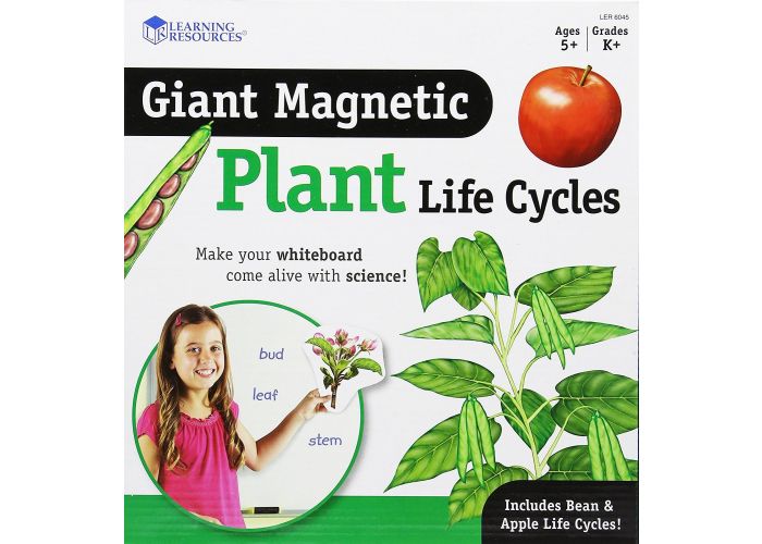 Learning Resources - Giant Magnetic Plant Life Cycle