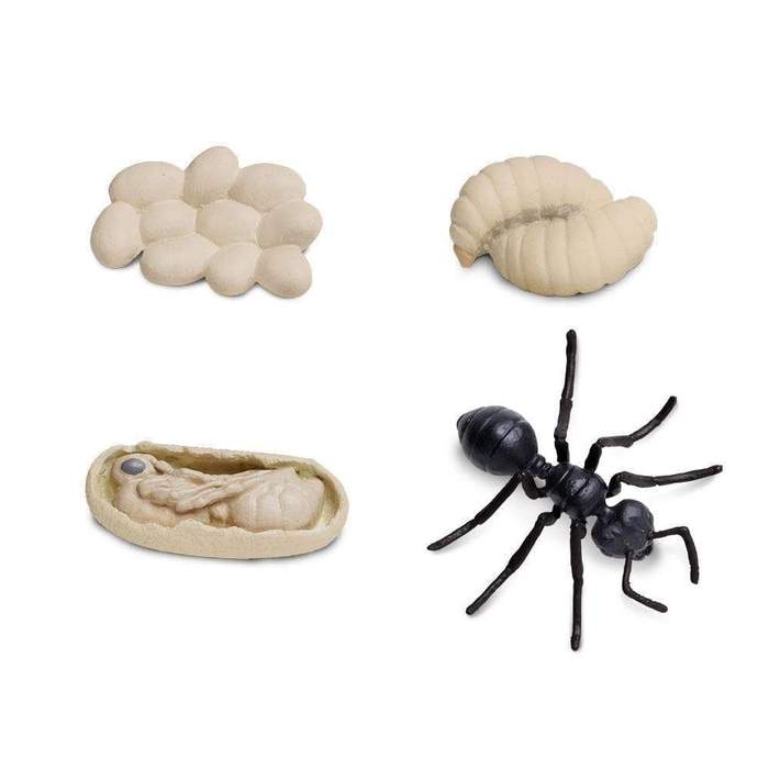 All about ANT Package - Life cycle Models /Nomenclature Cards/  4 Part cards/Knobbed puzzle