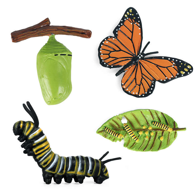 All about Butterfly Package - Life cycle Models /Nomenclature Cards/  4 Part cards/Knobbed puzzle