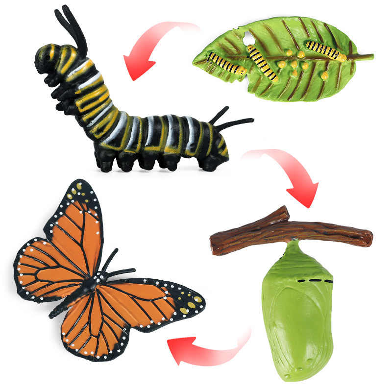 All about Butterfly Package - Life cycle Models /Nomenclature Cards/  4 Part cards/Knobbed puzzle