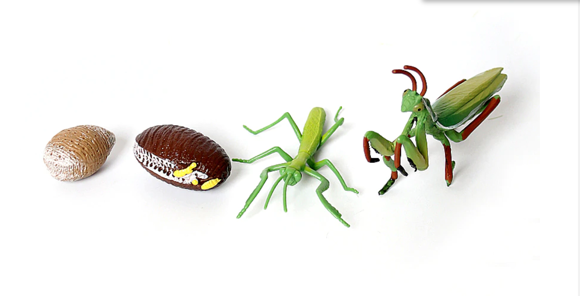 Life Cycle of a  PRAYING MANTIS  - Miniature model