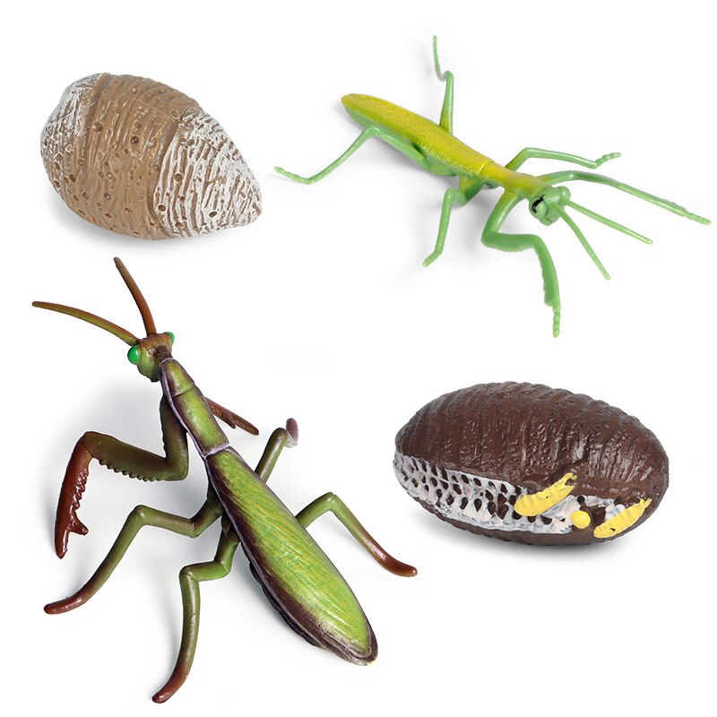 Life Cycle of a  PRAYING MANTIS  - Miniature model