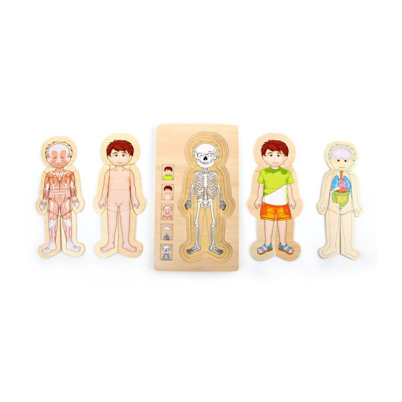 OnShine Multi-Layer puzzle Body Parts