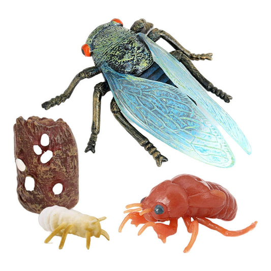 Life Cycle of a  Cicada  - Miniature model