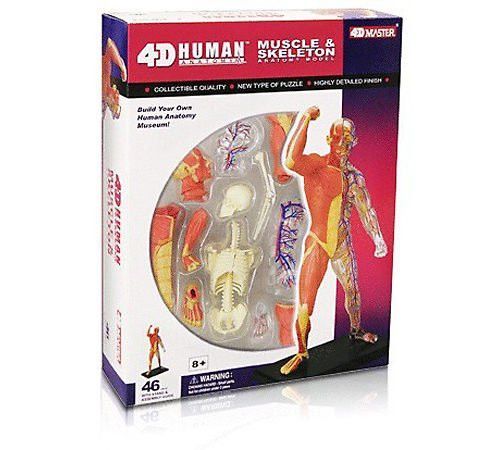 4D Vision Anatomy Puzzle - Human Muscle Skeleton - RightToLearn.com.sg
 - 1