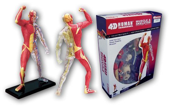 4D Vision Anatomy Puzzle - Human Muscle Skeleton - RightToLearn.com.sg
 - 2