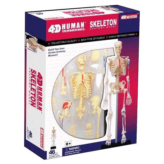 4D Vision - Anatomy Puzzle Human Skeleton - RightToLearn.com.sg
 - 1