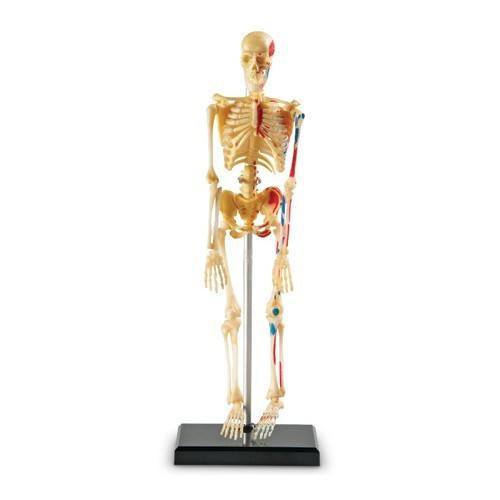 4D Vision - Anatomy Puzzle Human Skeleton - RightToLearn.com.sg
 - 2