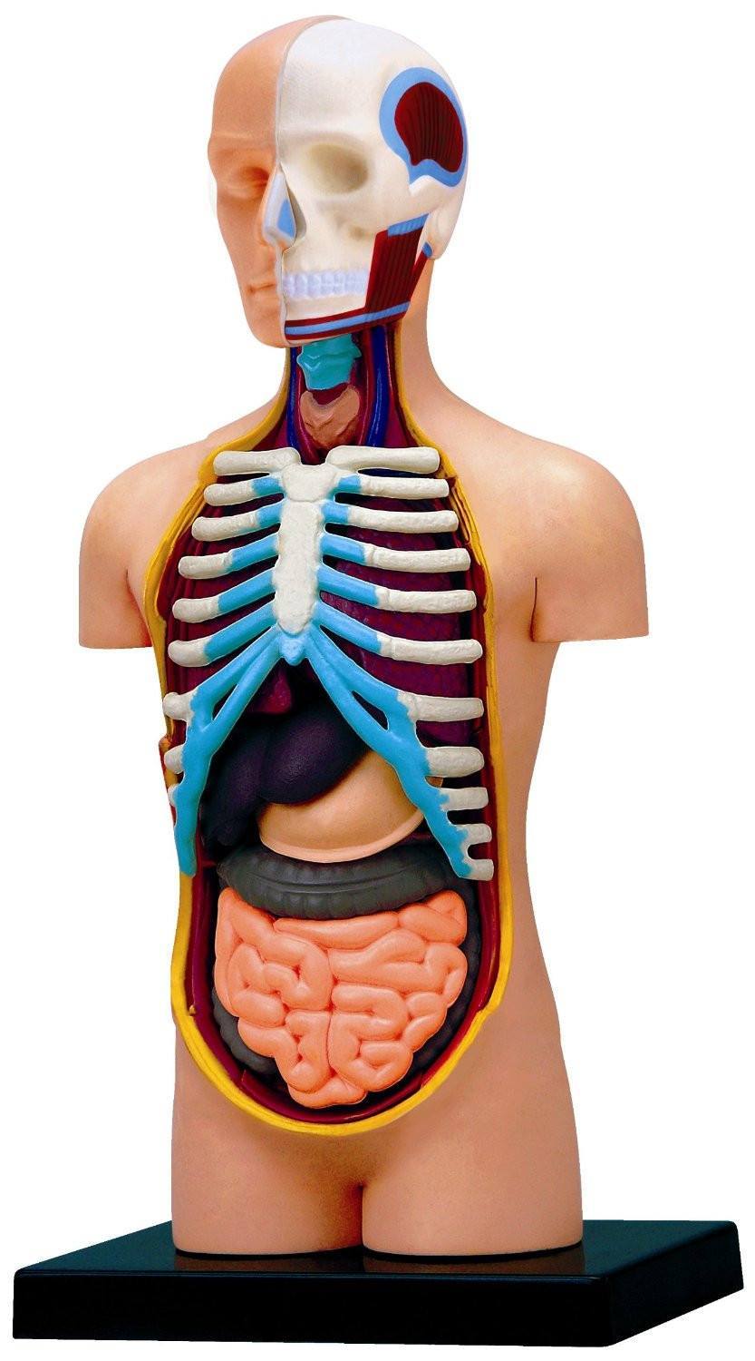 4D Vision Anatomy Puzzle - Human Torso - RightToLearn.com.sg
 - 1