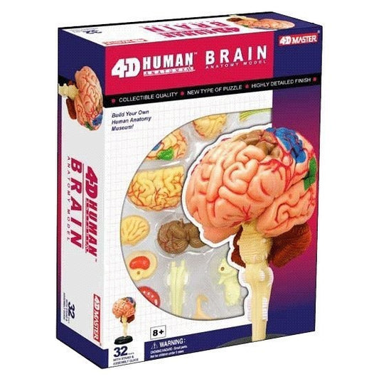 4D Vision Puzzle - Brain - RightToLearn.com.sg
 - 1